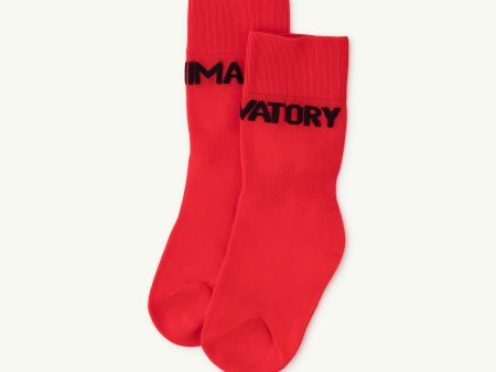 Boys & Girls Red Socks Sale